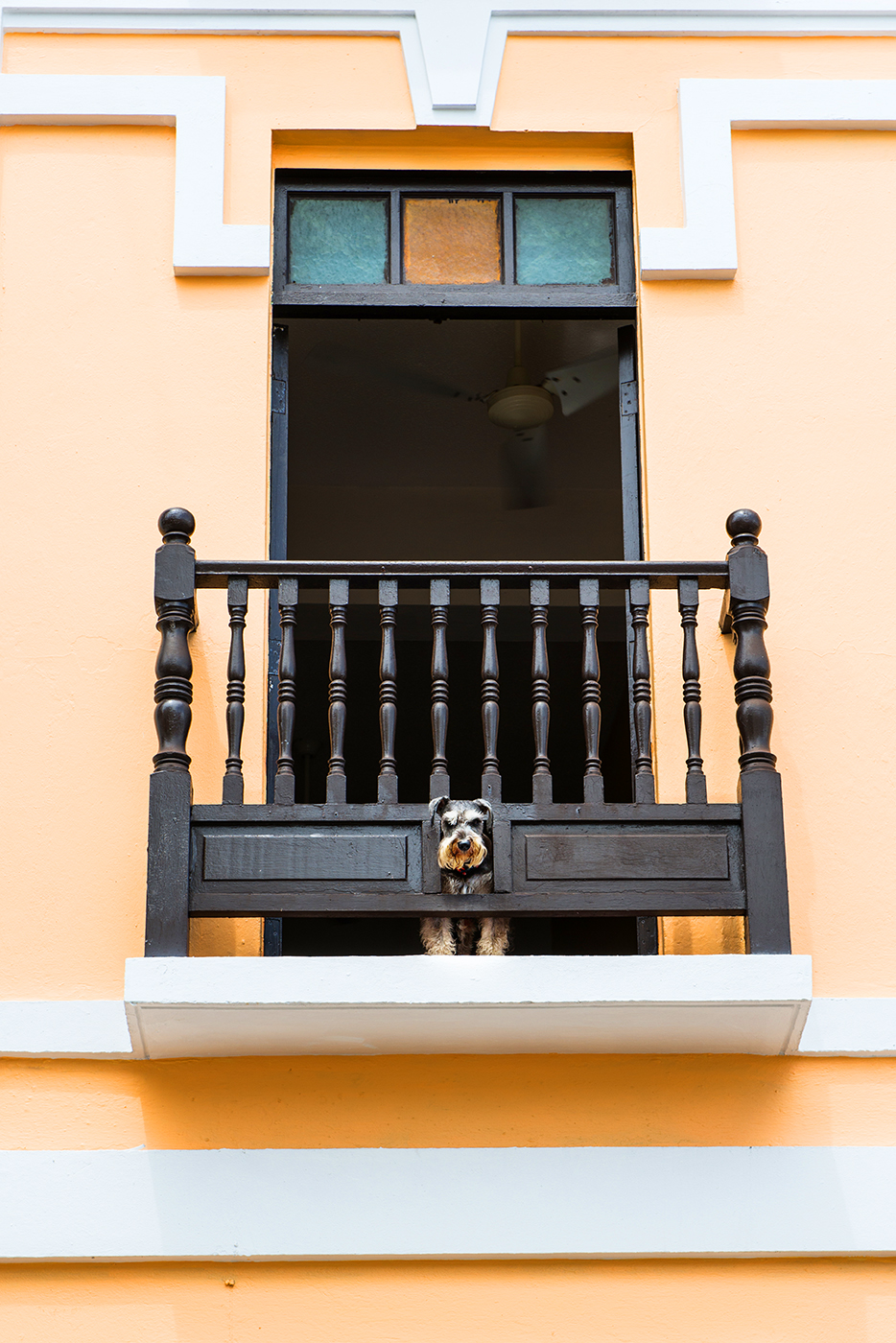 180360_OldSanJuan_Dog