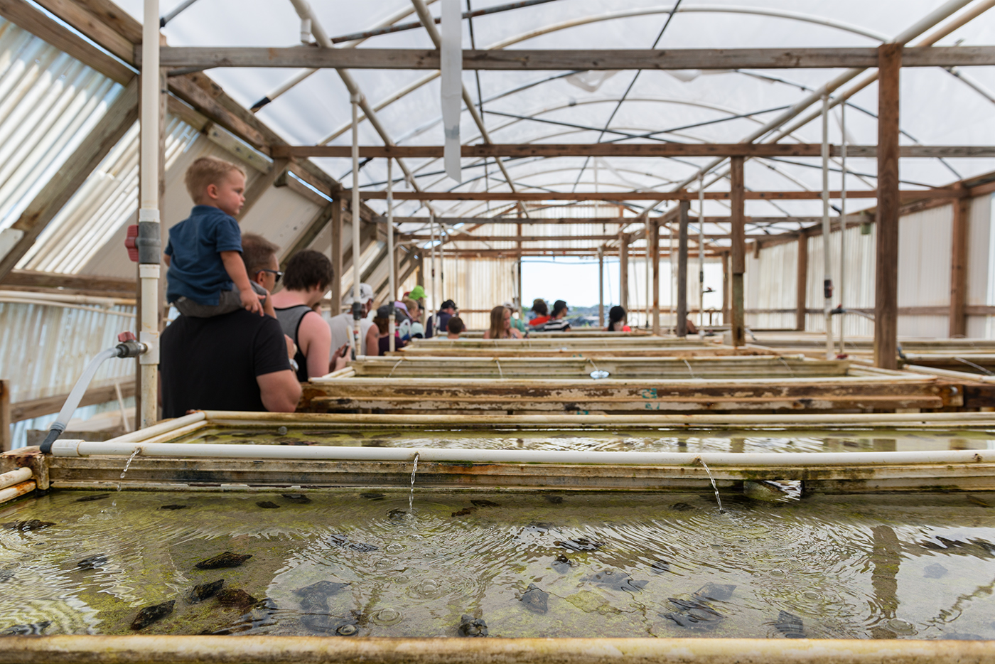 Turks and Caicos Conch Farm