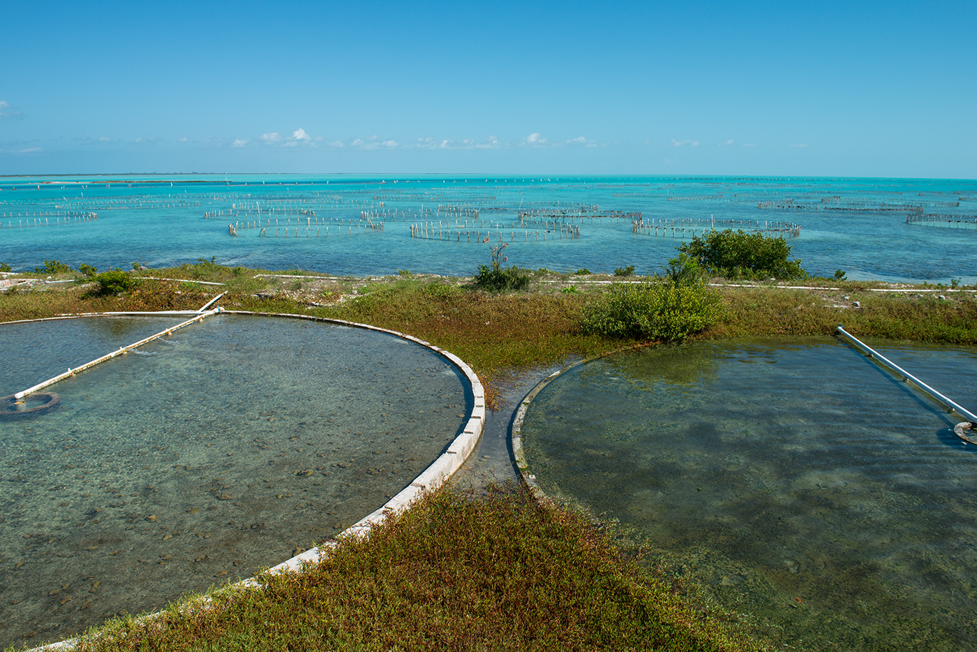 Turks and Caicos Conch Farm