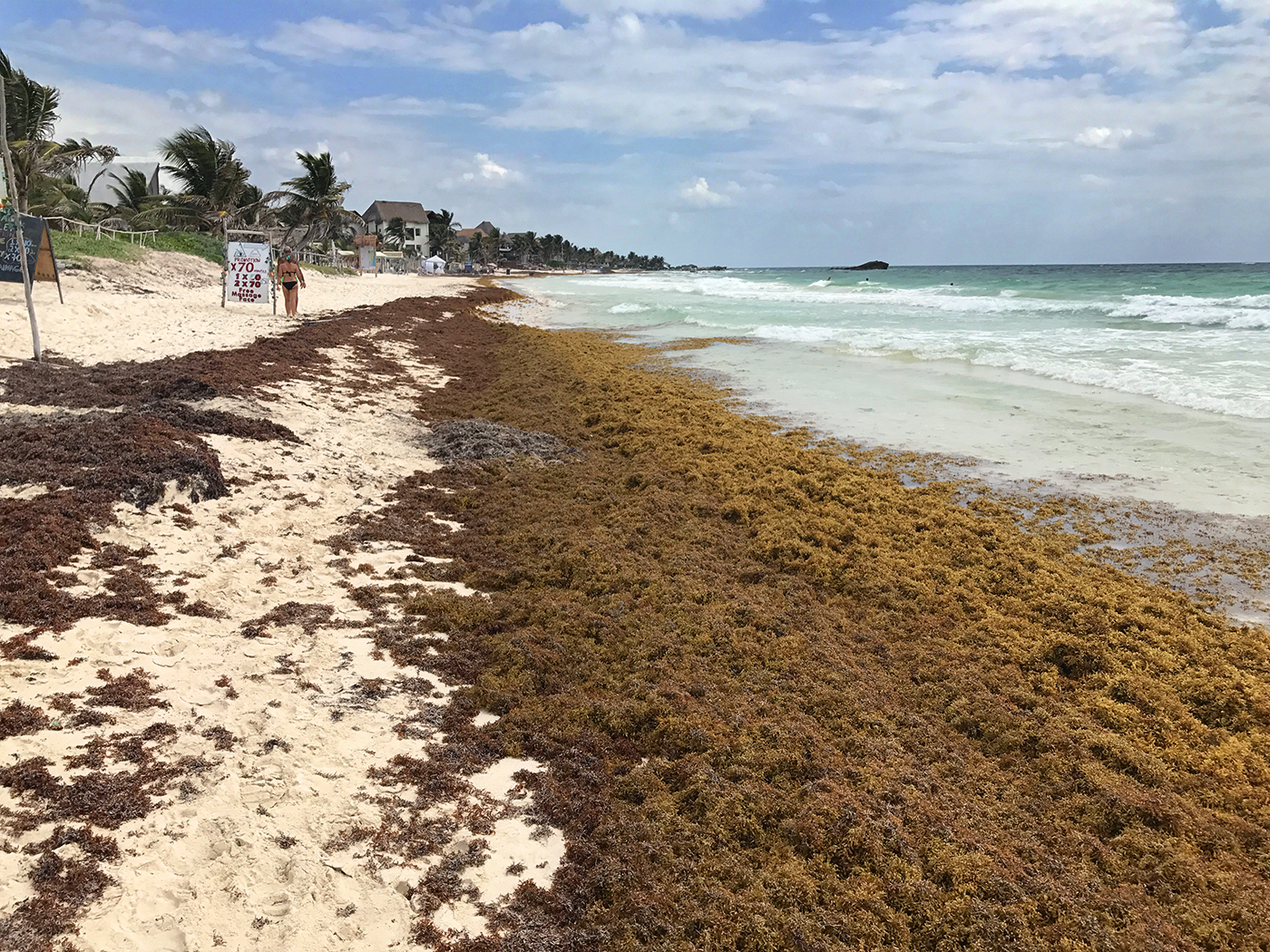 Tulum Seaweed